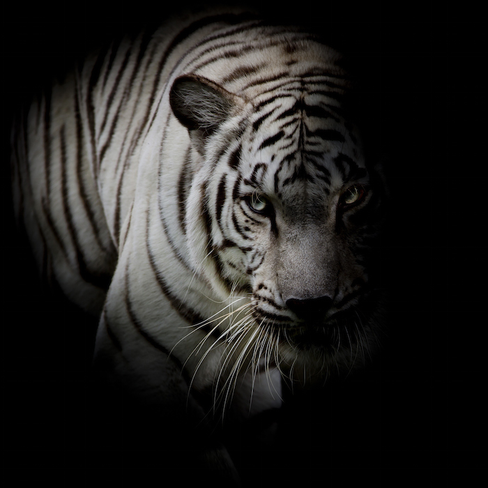 white tiger spirit animal Archives - Astral Whispers - Guidance & Healing