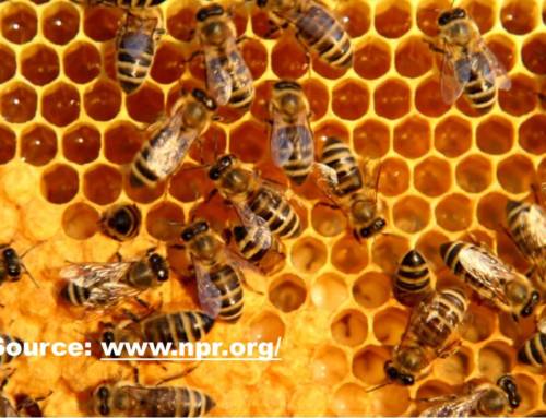 Honey Bees: Petite Economists, Mathematicians & Architects