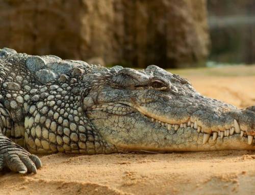 The Alligator: As a Spirit Animal…Not so Scary