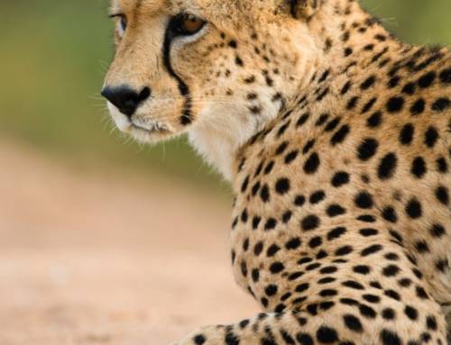 The Cheetah as a Spirit Animal: Flexible, Adaptable, Solitary