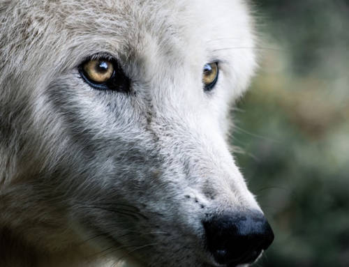 Wolf as a Spirit Animal